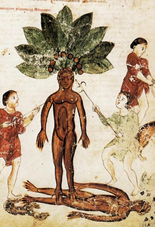 Мандрагора. Ezomir.  Белая мандрагора - арсес, морион, циркеум. 03