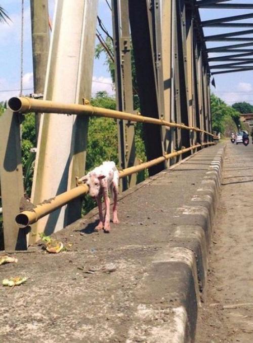Случайность, которая изменила всю жизнь бродячей собаки.


