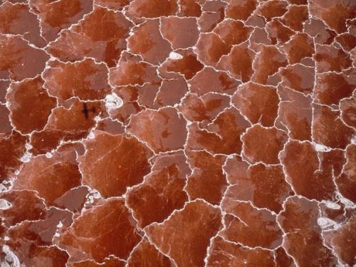 Oзеро, превращающее животных в мумий. 04