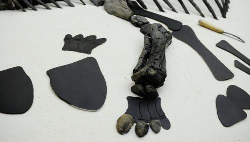 Невероятное открытие: в Антарктиде жили динозавры. 06 Невероятное открытие: в Антарктиде жили динозавры. 06