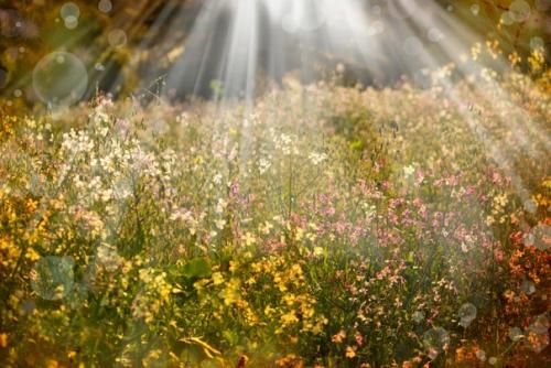 Сильфий - древняя и навсегда исчезнувшая специя: история. 01