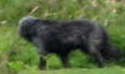 Дартмурское чудище. Ezomir. 02 Дартмурское чудище. Ezomir. 02