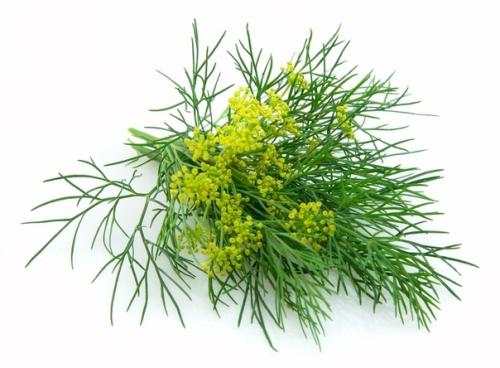 Сильфий - древняя и навсегда исчезнувшая специя: история. 02