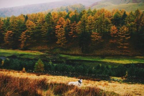 Пахнет осенью.  Что-то необыкновенно грустное, приветливое и красивое. 04