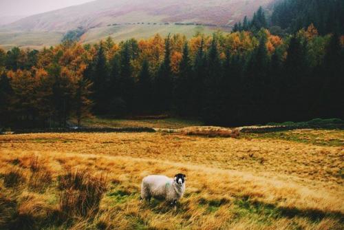 Пахнет осенью.  Что-то необыкновенно грустное, приветливое и красивое. 07