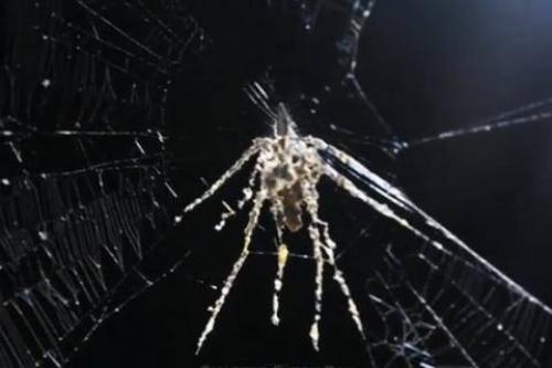 В том случае, если продолжать говорить о пауках, всплывёт очаровательный факт. 01