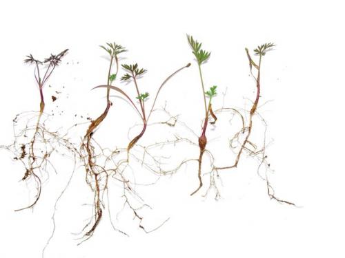 Экологи из Нидерландов посадили семена 14 культур в почву, химический состав которой был приближен к составу поверхности марса.