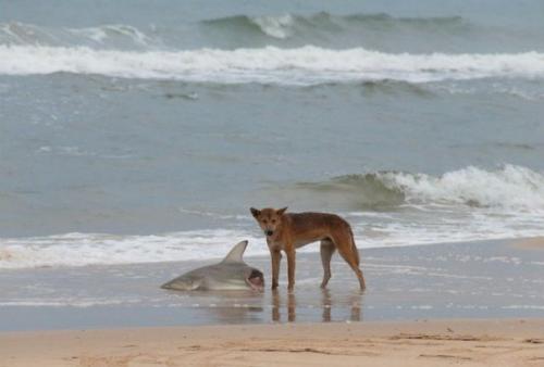 Встралия: смертельный континент. 07