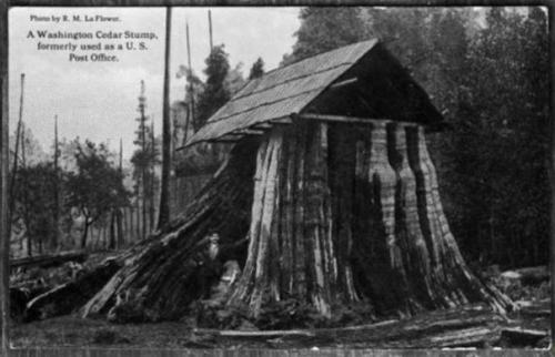 Дома - пни американских переселенцев XIX века. 06