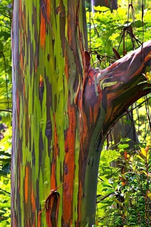 Радужный эвкалипт. Радужный эвкалипт (Rainbow Eucalyptus) - это одно из самых необычных деревьев, которое только можно себе представить. 05