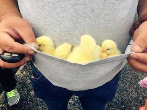 Грузовик перевозивший цыплят в аварию попал. 03