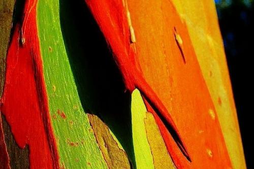 Радужный эвкалипт. Радужный эвкалипт (Rainbow Eucalyptus) - это одно из самых необычных деревьев, которое только можно себе представить. 04
