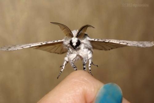 Гарпия большая.   Гарпия большая, или вилохвост пятнистый, или вилохвост большой, или шелкопряд - гарпия (лат.