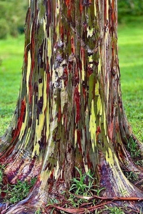 Радужный эвкалипт. Радужный эвкалипт (Rainbow Eucalyptus) - это одно из самых необычных деревьев, которое только можно себе представить. 01