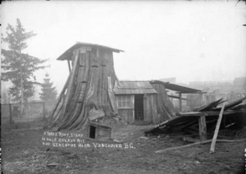 Дома - пни американских переселенцев XIX века. 04