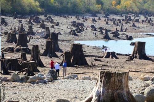 Дома - пни американских переселенцев XIX века. 01