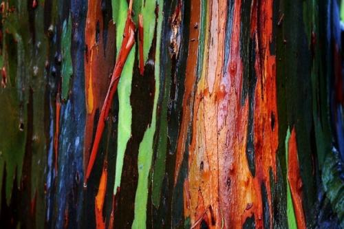 Радужный эвкалипт. Радужный эвкалипт (Rainbow Eucalyptus) - это одно из самых необычных деревьев, которое только можно себе представить. 02