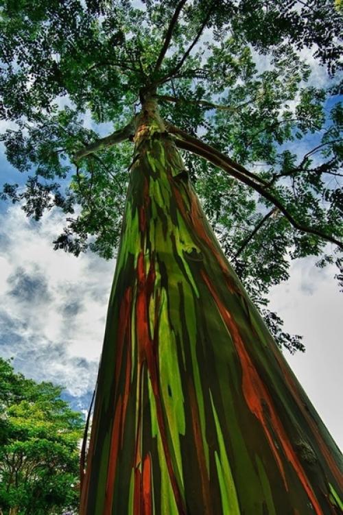Радужный эвкалипт. Радужный эвкалипт (Rainbow Eucalyptus) - это одно из самых необычных деревьев, которое только можно себе представить. 03
