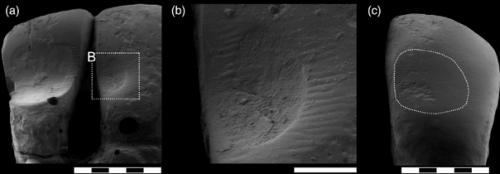 12000-Летние дефекты зубов олдувайского человека оказались следами пирсинга. 01