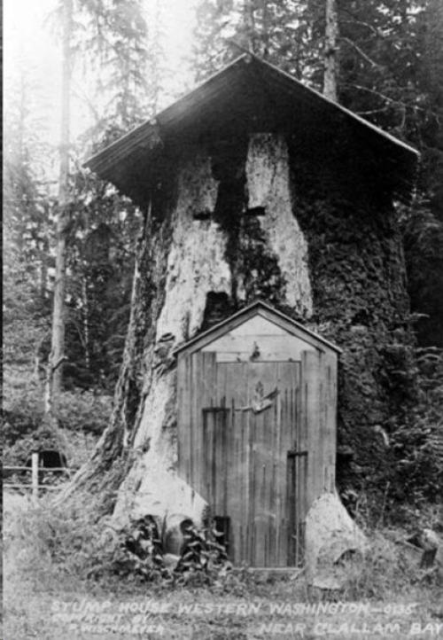 Дома - пни американских переселенцев XIX века. 05