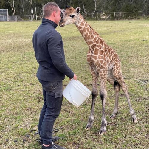 А этот смотритель австралийского зоопарка показывает людям насколько милыми могут быть звери. 06