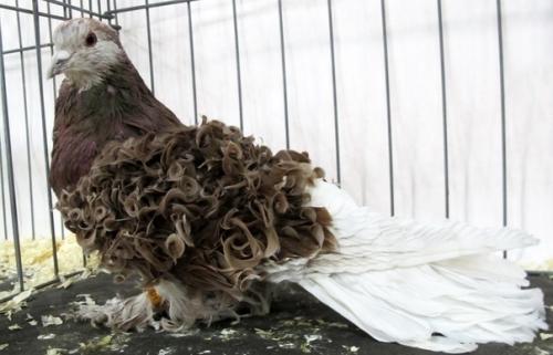 Особый вид голубей - кудрявые, родом из Азии. 02