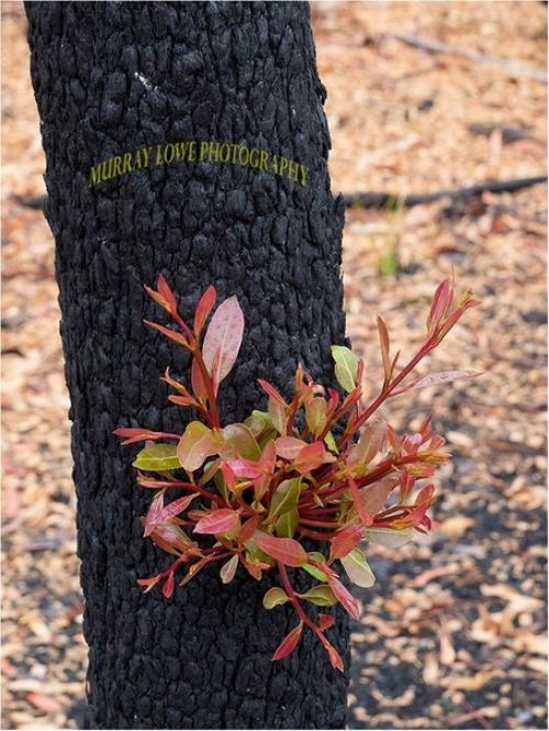 Отличные новости!  Природа в Австралии начинает понемногу возрождаться. 01