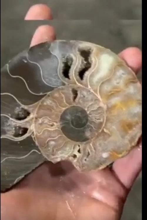 Аммониты, безусловно, являются одними из самых долговечных организмов на нашей планете. 01