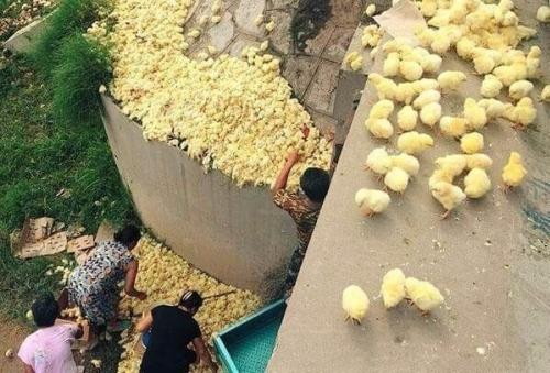 Грузовик перевозивший цыплят в аварию попал. 02