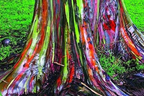 Радужный эвкалипт. Радужный эвкалипт (Rainbow Eucalyptus) - это одно из самых необычных деревьев, которое только можно себе представить. 06