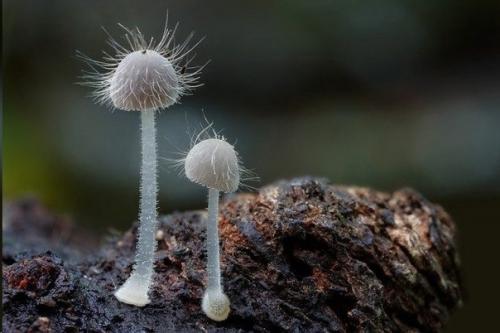 Удивительные грибы нашей планеты, которые больше напоминают флору других планет. 06