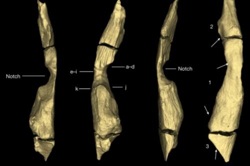 Зодчество придумали не люди. 01