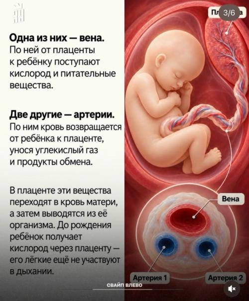 Все 9 месяцев ребенок получает из пуповины всё необходимое для жизни. 02