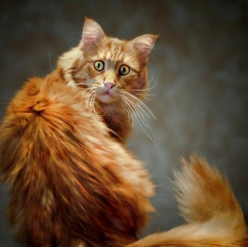 Когда животные видят 