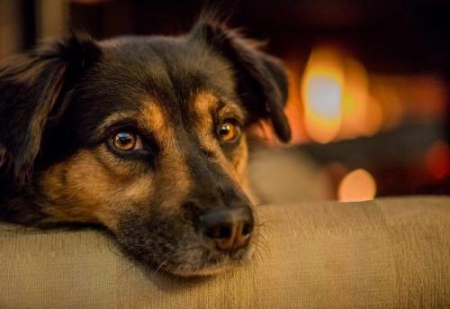 Когда животные видят Нечто, чего не видят люди. 02 Когда животные видят Нечто, чего не видят люди. 02