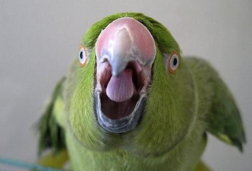 Когда животные видят Нечто, чего не видят люди. 01 Когда животные видят Нечто, чего не видят люди. 01