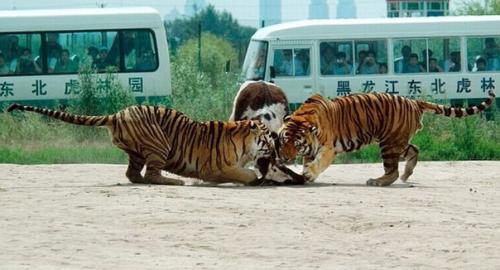 Вот так кормят тигров в парке дикой природы в Харбине, Китай. 03