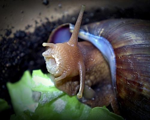 У улиток есть тысячи зубов. 02