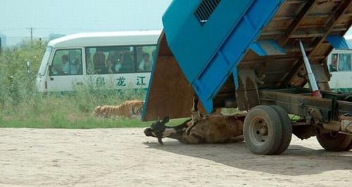 Вот так кормят тигров в парке дикой природы в Харбине, Китай.