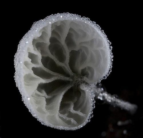 Удивительные грибы нашей планеты, которые больше напоминают флору других планет. 05