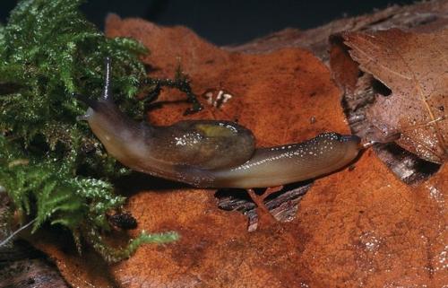 Одногорбый прыгающий слизень.