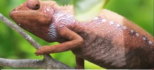 Главная особенность хамелеонов заключается в их умении изменять окраску. 01