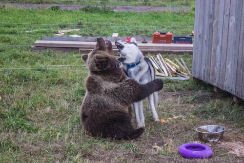 На аэродром в калужской области заглянул медведь. 05
