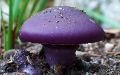 Удивительные грибы нашей планеты, которые больше напоминают флору других планет. 03