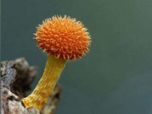 Удивительные грибы нашей планеты, которые больше напоминают флору других планет. 04