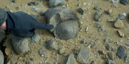 В Антарктиде когда-то жили динозавры. 

