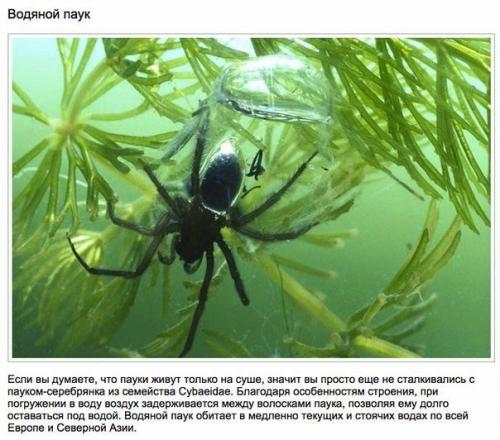 10 необычных Находок с морского дна. 05