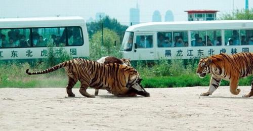 Вот так кормят тигров в парке дикой природы в Харбине, Китай. 05