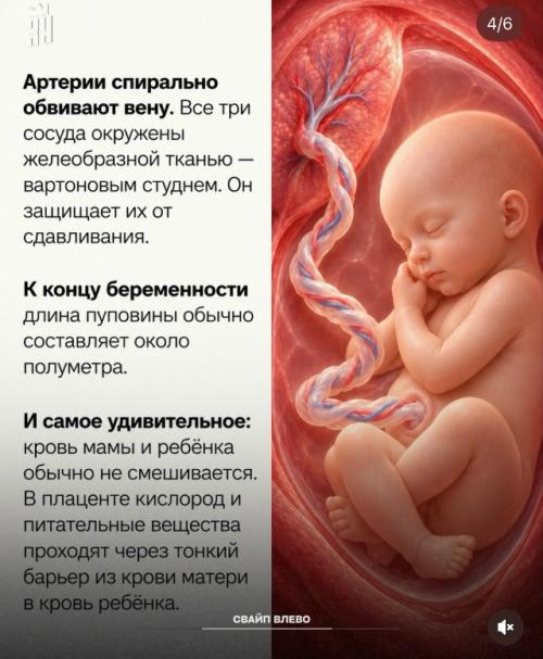 Все 9 месяцев ребенок получает из пуповины всё необходимое для жизни. 03