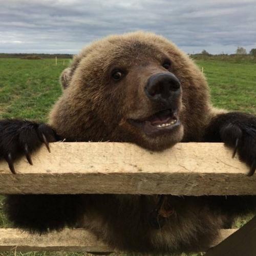 На аэродром в калужской области заглянул медведь. 04